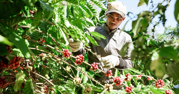 Vụ cà phê kết thúc "như mơ", nhưng...
