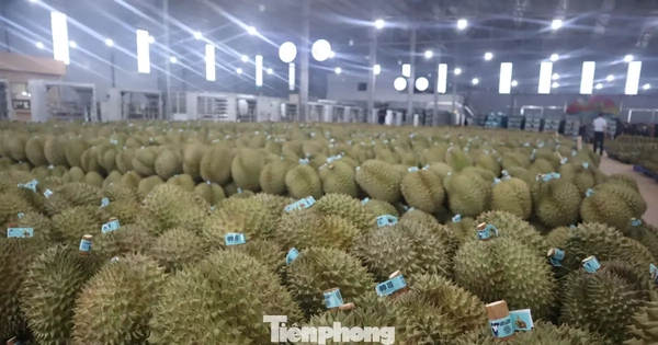 Kiến nghị khẩn việc ách tắc sầu riêng ở Đắk Lắk