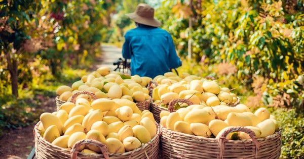 Một loại quả bất ngờ tăng giá gấp đôi, nông dân “hái vàng”, thu tiền triệu mỗi công