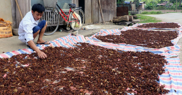 Việt Nam có một loại hoa vừa thu về hơn 45 triệu USD: Nước ta đứng thứ 2 thế giới, xuất khẩu hàng chục nghìn tấn mỗi năm