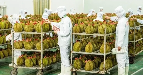 Cục Trồng trọt lên tiếng việc 'tắc' gần 2.000 container sầu riêng