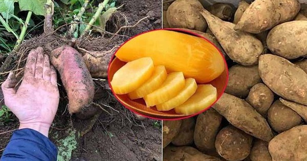 Đặc sản lạ lên sàn bán hơn 300 tấn trong 2 tháng - người dân thu nhập hàng chục triệu đồng