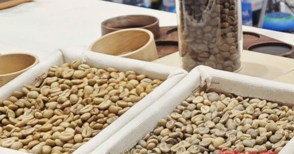 Giá cà phê hôm nay 29-10: Robusta phục hồi nhẹ, Arabica tiếp tục giảm