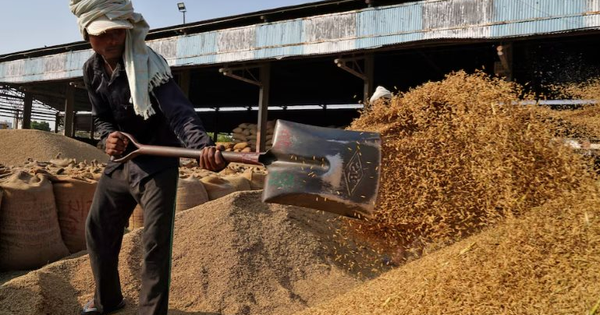 Giá gạo sắp thêm áp lực: Vựa lúa của thế giới vừa thu hoạch kỷ lục 146 triệu tấn, nhắm đến 26 thị trường tiềm năng bao gồm cả Việt Nam