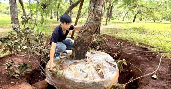 Tập đoàn FLC cần có giải pháp bảo vệ rừng thông bonsai thường xuyên bị mất trộm