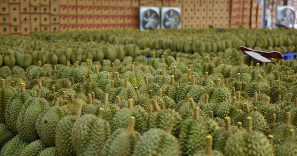 Đối thủ sầu riêng của Việt Nam, Thái Lan tăng tốc tại thị trường châu Âu, Mỹ: xuất khẩu gấp 3 lần, Trung Quốc vẫn là 'mỏ vàng' lớn nhất