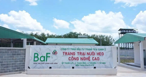 Giá heo ‘hạ nhiệt’, lợi nhuận Baf Việt Nam 'bốc hơi' 63% trong quý III/2025