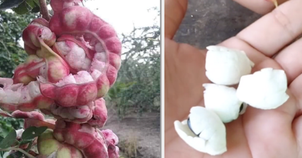 Loại quả được trả trăm ngàn 1kg nhưng chủ vườn nhất quyết không bán, người miền Tây nhìn là biết ngay
