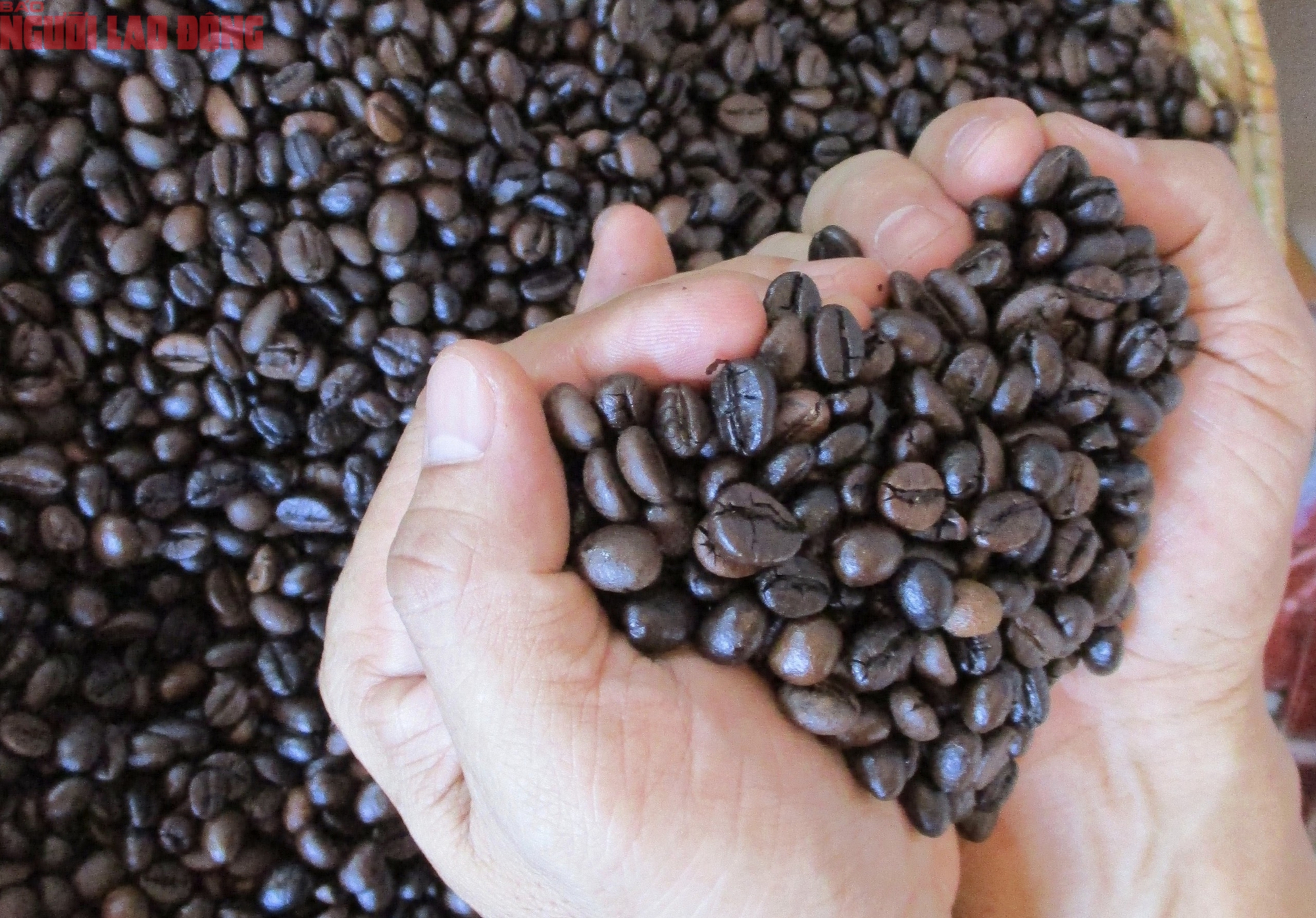 Giá cà phê hôm nay 4-10: Bùng nổ cuối tuần - Ảnh 2