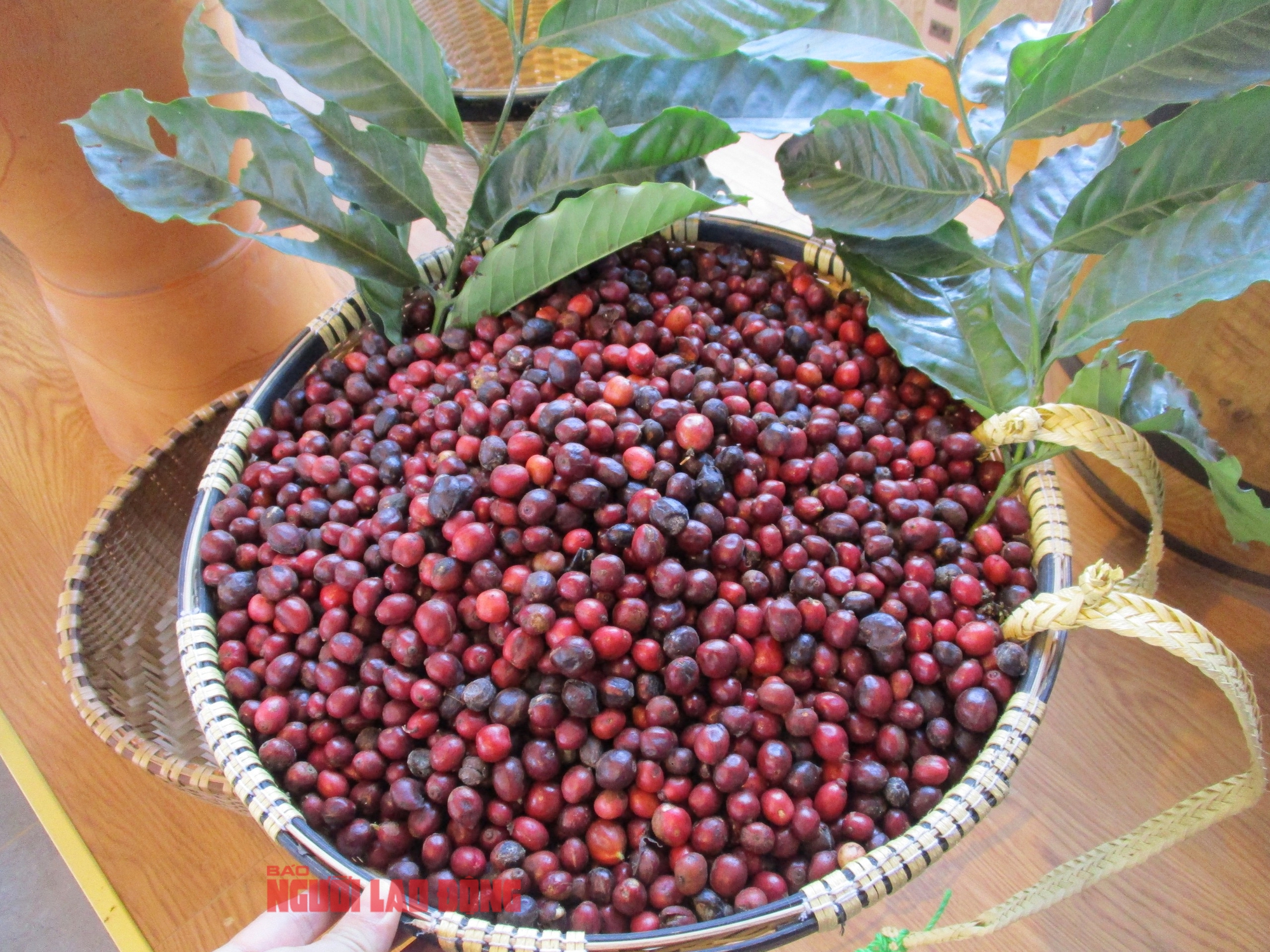 Giá cà phê hôm nay 6-10: Tuần mới có tăng? - Ảnh 1