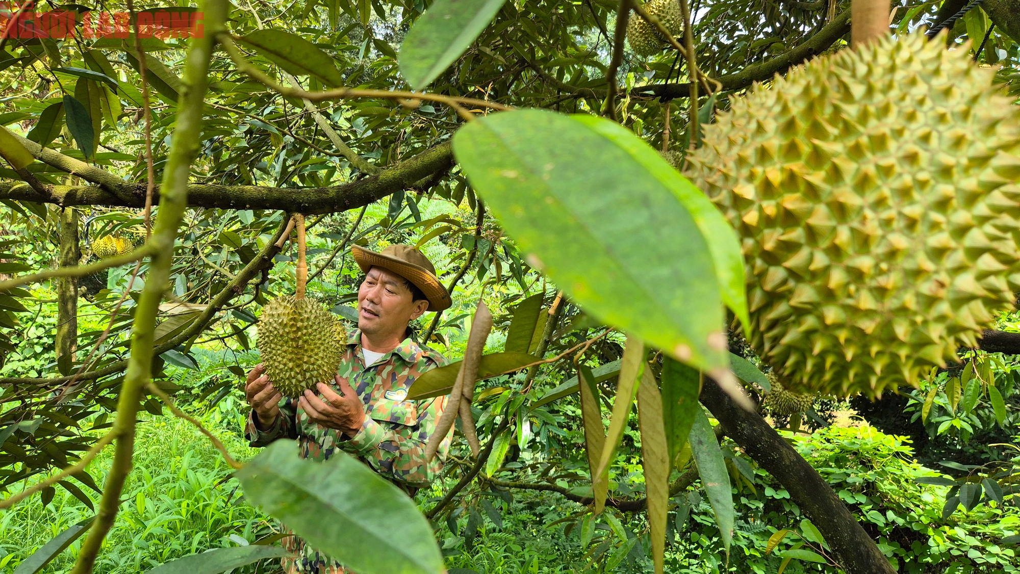 Giá sầu riêng hôm nay 8-10: Vượt 100.000 đồng/kg, nhà vườn trúng lớn - Ảnh 2