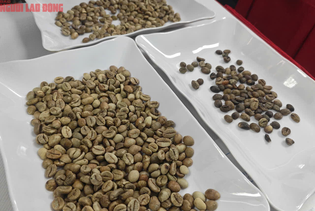 Giá cà phê hôm nay 13-10: Mỹ tăng mua đột biến, giá cà phê có tăng trở lại? - Ảnh 1