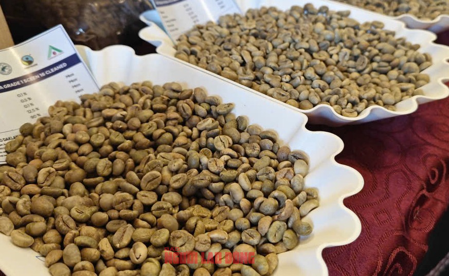 Giá cà phê hôm nay 14-10: Tăng tốt đầu tuần - Ảnh 1
