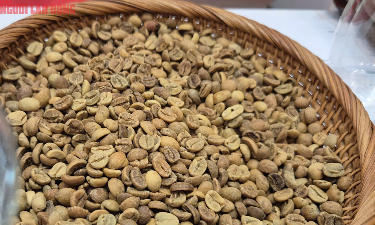 Giá cà phê hôm nay 18-10: Robusta hạ nhiệt - Ảnh 2