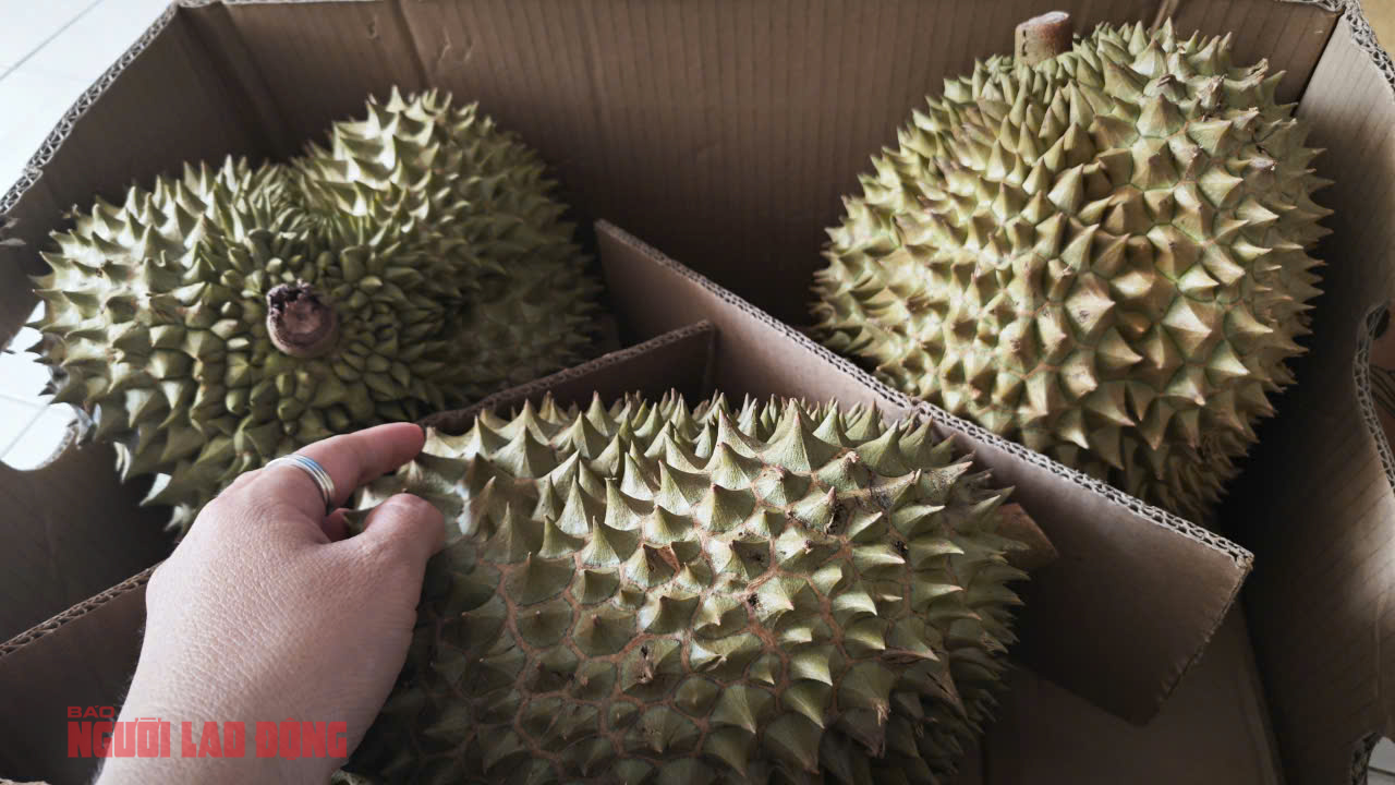 Giá sầu riêng hôm nay 20-10: Sầu riêng hết mùa, khan hiếm sao giá bất ngờ giảm sâu? - Ảnh 1