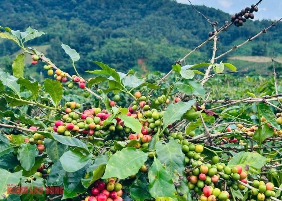 Giá cà phê hôm nay 21-10: Arabica leo đỉnh, Robusta Việt có cơ hội vàng - Ảnh 1