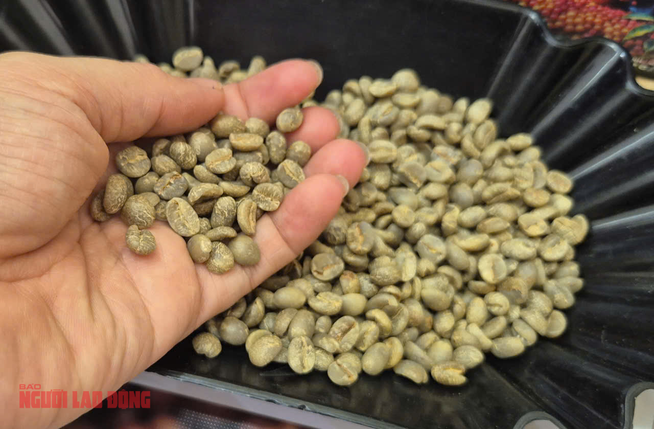 Giá cà phê hôm nay 24-10: Quá kịch tính - Ảnh 1