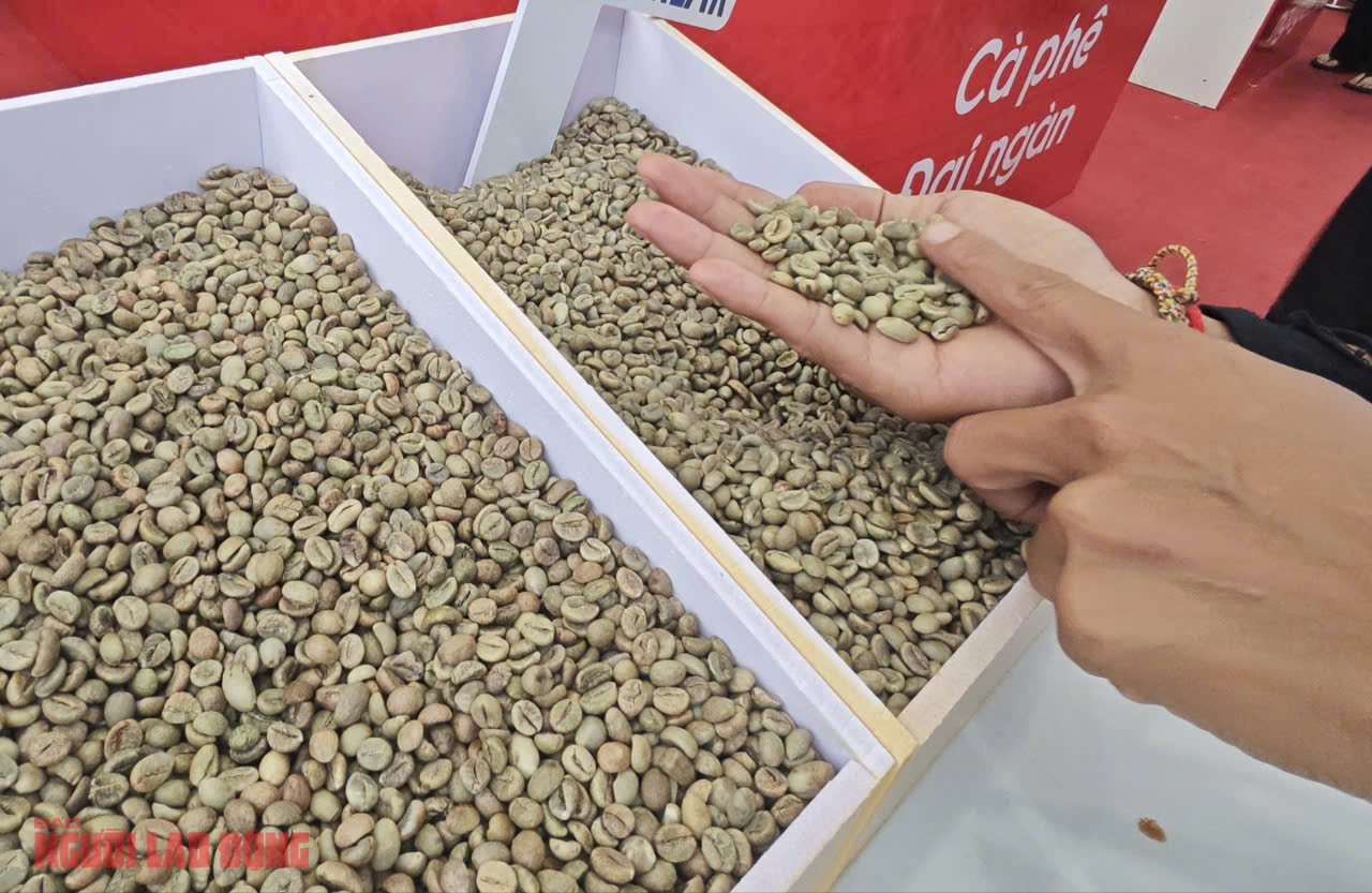 Giá cà phê hôm nay 25-10: Hồi phục và điểm lạ của thị trường số 1 - Ảnh 1