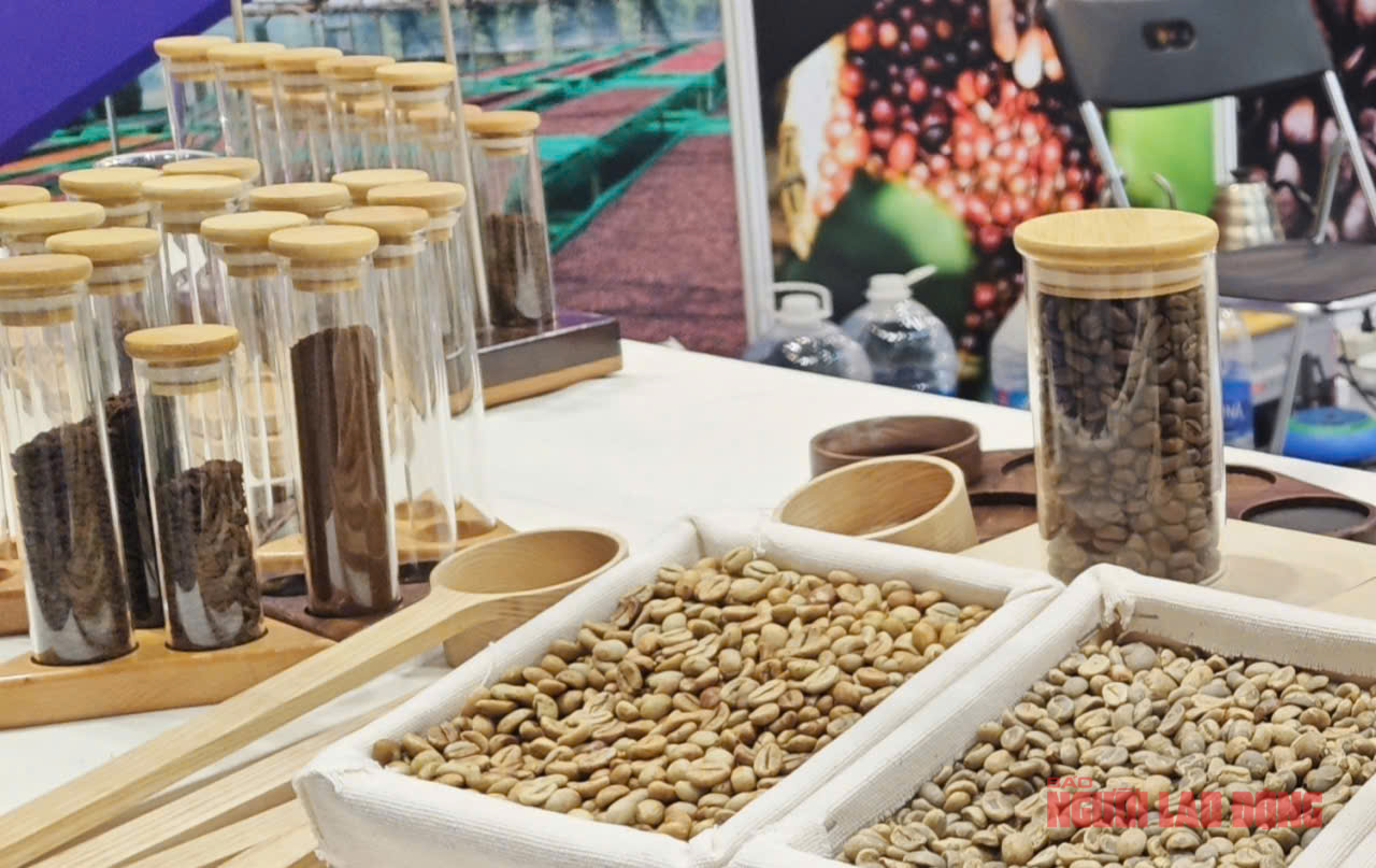Giá cà phê hôm nay 29-10: Robusta phục hồi nhẹ, Arabica tiếp tục giảm - Ảnh 1