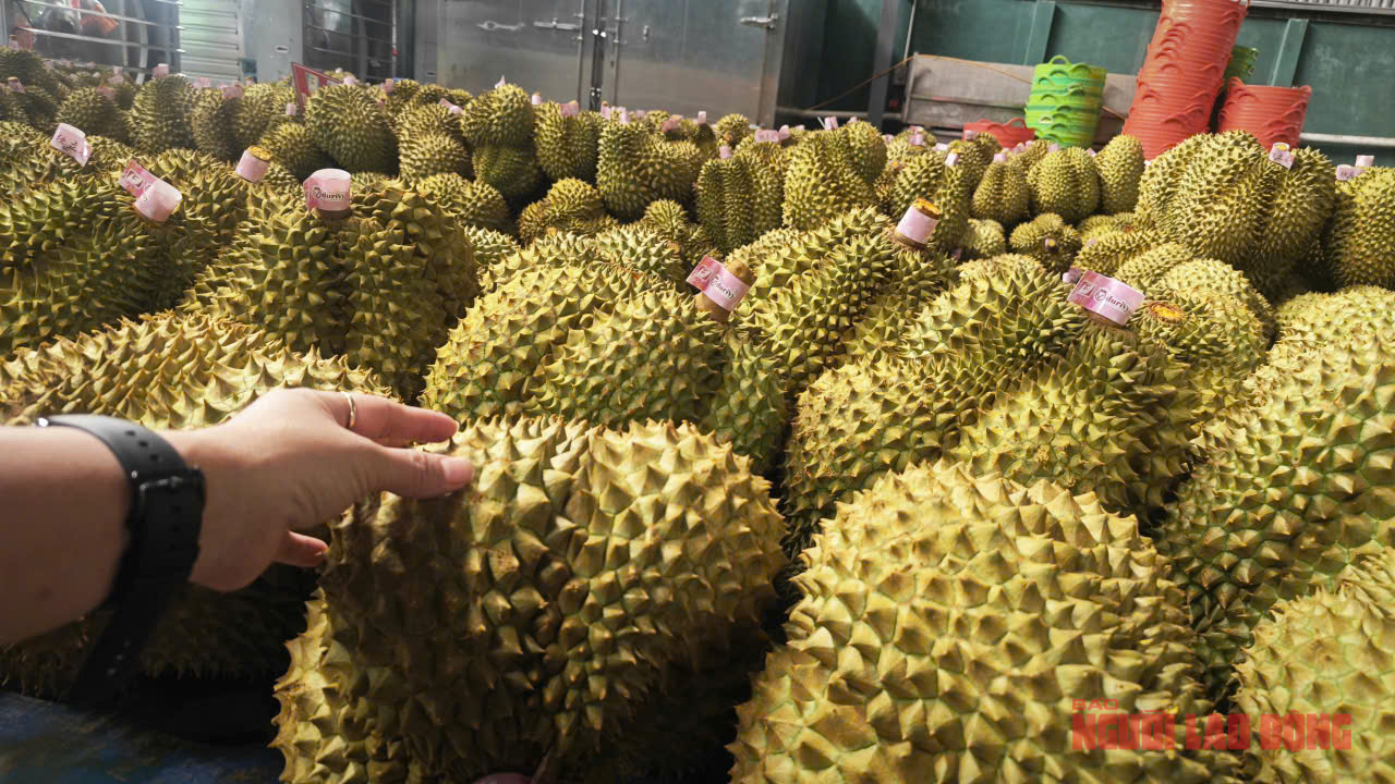 Giá sầu riêng tăng trở lại, bầu Đức tính trồng thêm 1.000 ha sầu riêng - Ảnh 1