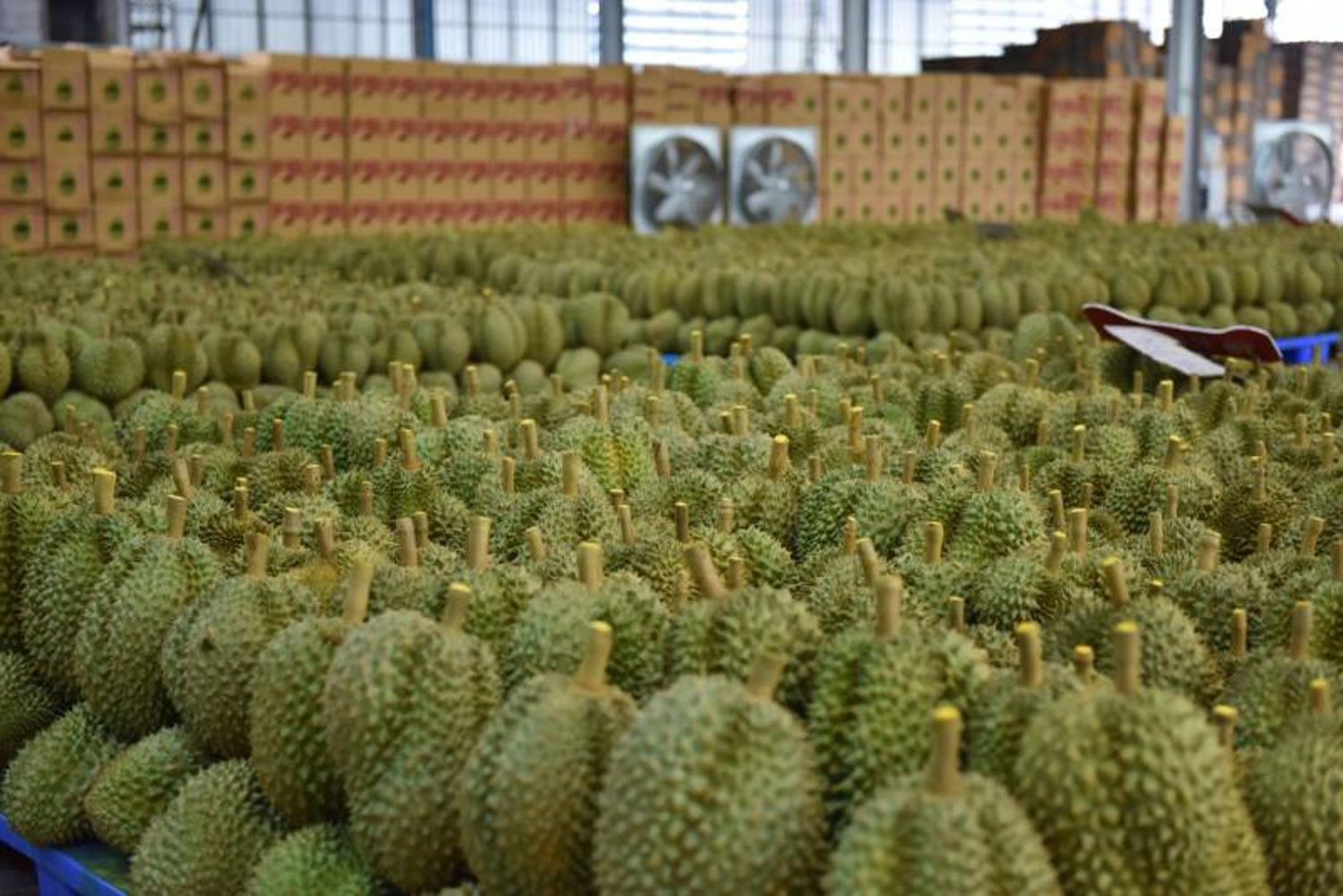 Đối thủ sầu riêng của Việt Nam, Thái Lan tăng tốc tại thị trường châu Âu, Mỹ: xuất khẩu gấp 3 lần, Trung Quốc vẫn là 'mỏ vàng' lớn nhất - Ảnh 1