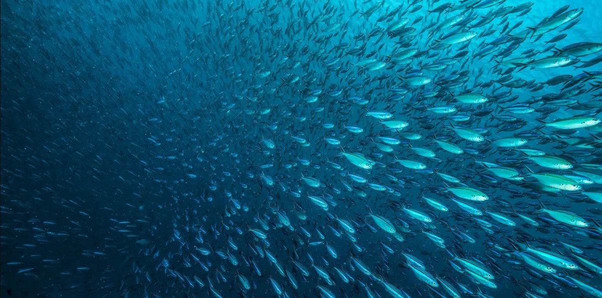 10 triệu con cá 'bốc hơi' ngay trước mắt các nhà khoa học trong vài giờ: "Điều đó đủ khiến bạn rùng mình" - Ảnh 3