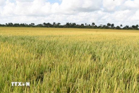 Một kỳ tích "made by Vietnam" xuất hiện, Cuba đặt mục tiêu lớn trong năm 2026 - Ảnh 1
