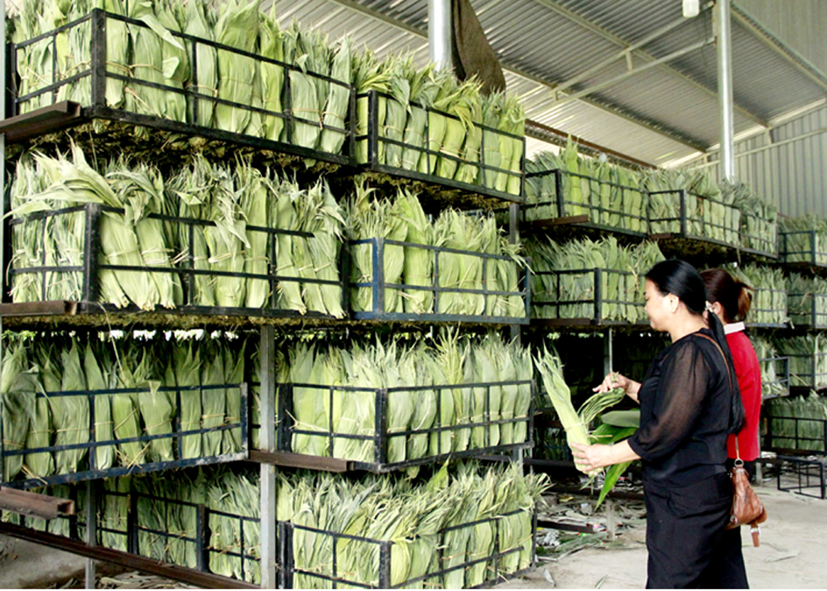 Từ phụ phẩm thành "vàng xanh": Mặt hàng của VN được thế giới săn lùng, tăng giá hơn 10 lần khi xuất ngoại - Ảnh 3