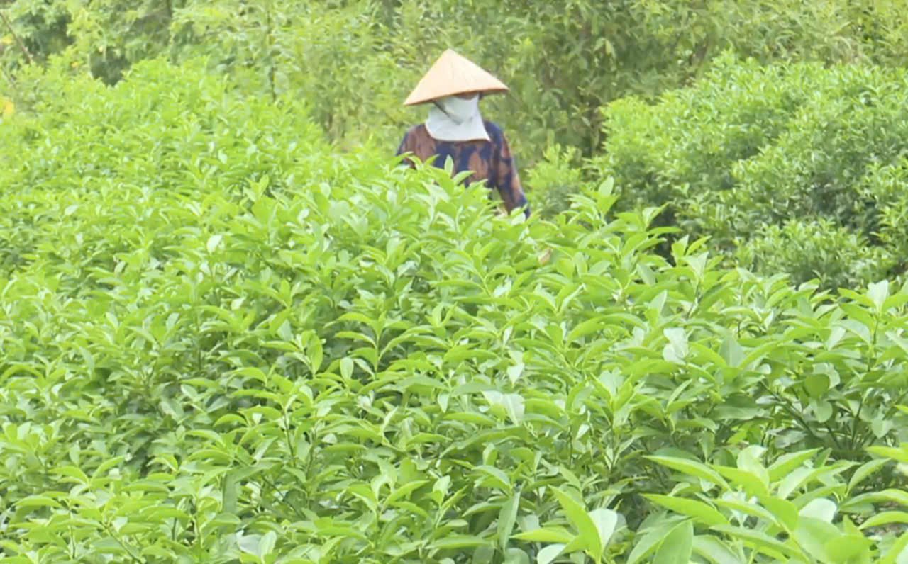 Loại lá rẻ như cho của Việt Nam nay đắt đỏ khi “xuất ngoại”: Âu, Mỹ nhập về chuyên dùng cho ẩm thực cao cấp - Ảnh 1