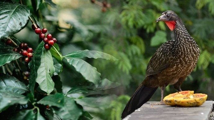 Giống đến 90% cà phê chồn từ Việt Nam, quốc gia đối thủ đang nhân giống một loại cà phê chim có giá 35 triệu đồng/kg – được khắp Á, Âu săn đón - Ảnh 1