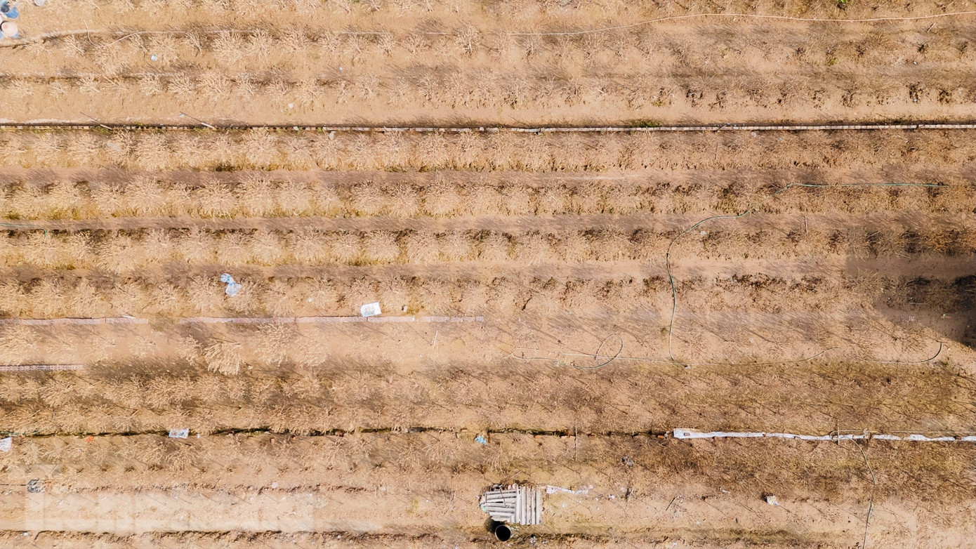 Đào Nhật Tân chết khô chết héo - Ảnh 2