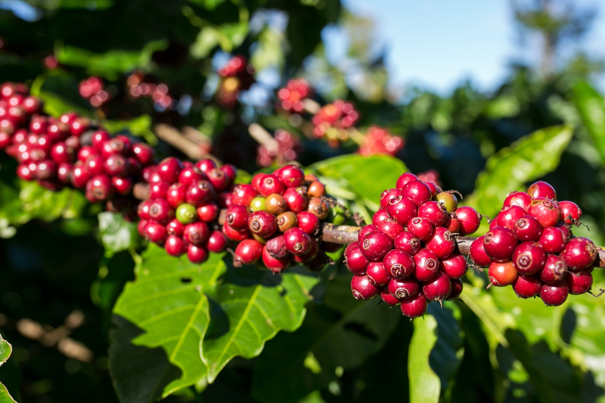 Giá cà phê hôm nay 9-10: Tăng rất mạnh, Robusta Việt có bị soán ngôi vua? - Ảnh 1