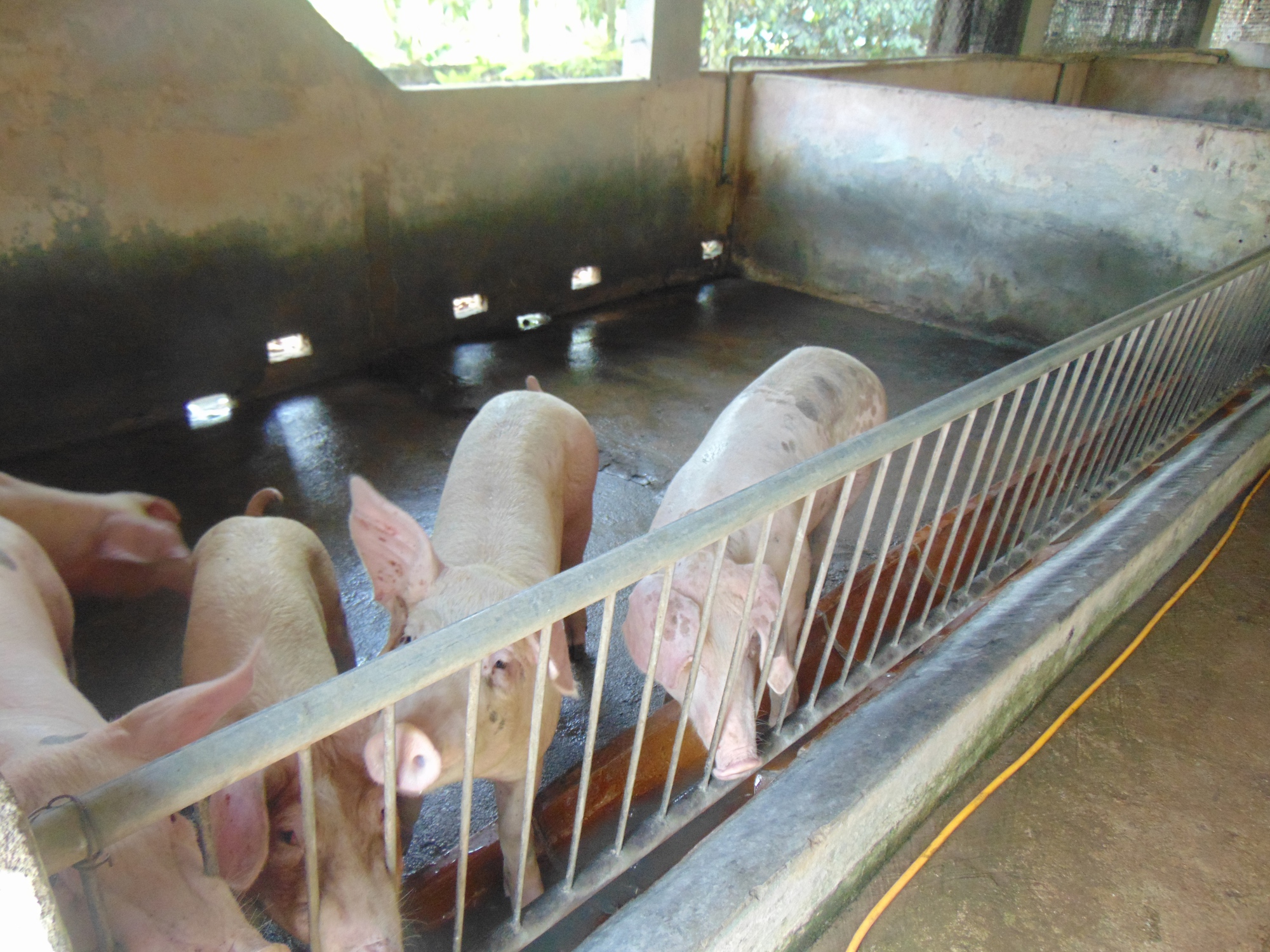 Giá heo hơi hôm nay, 25-10: Khu vực Tây Nam Bộ bất ngờ tăng giá - Ảnh 1