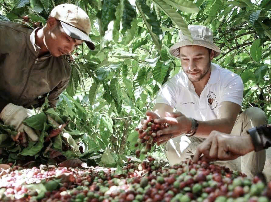 Giá cà phê hôm nay 17-10: Robusta tăng tiếp - Ảnh 1