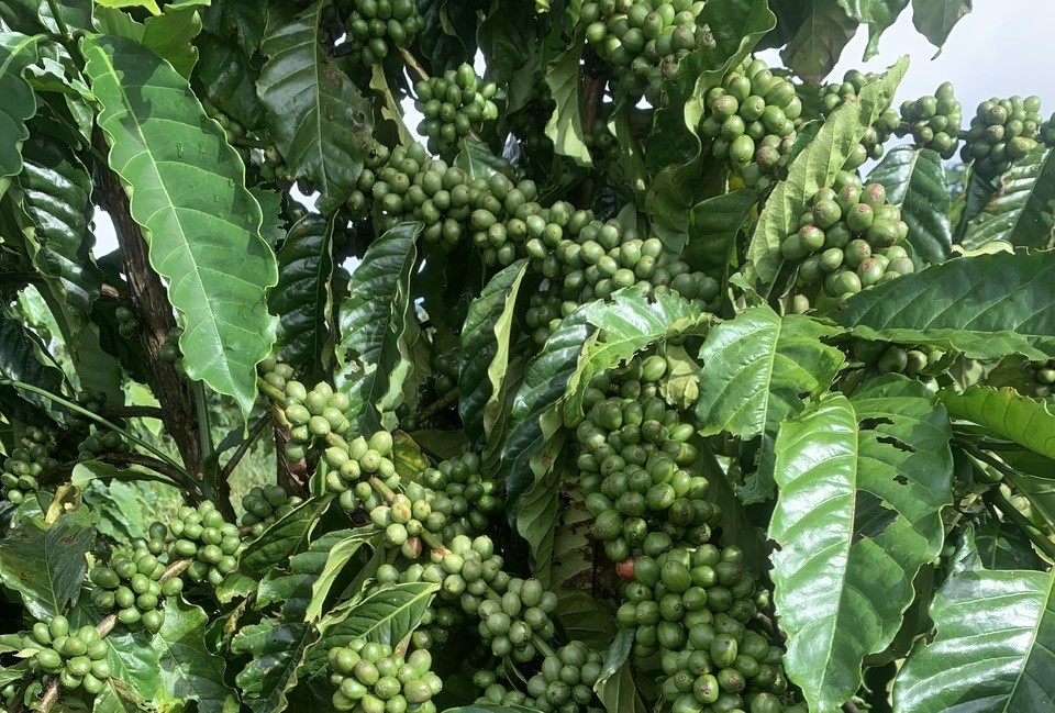 Giá cà phê hôm nay 19-10: Vào vụ vẫn tăng, nhờ đâu? - Ảnh 1