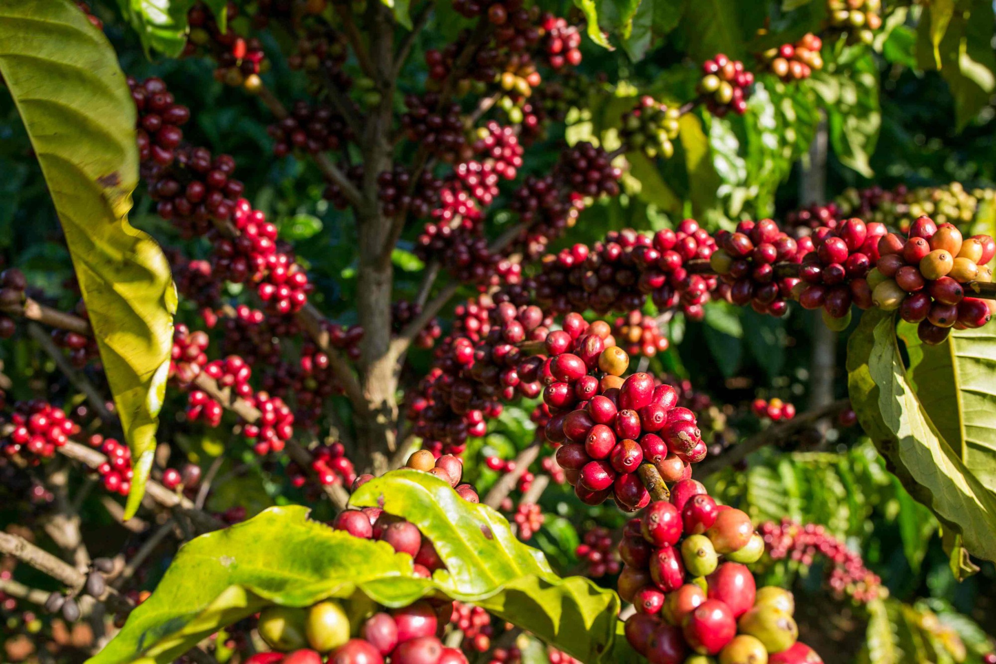 Giá cà phê hôm nay 5-10: Trong nước đang rẻ, Trung Quốc thích nhập cà phê thô - Ảnh 3