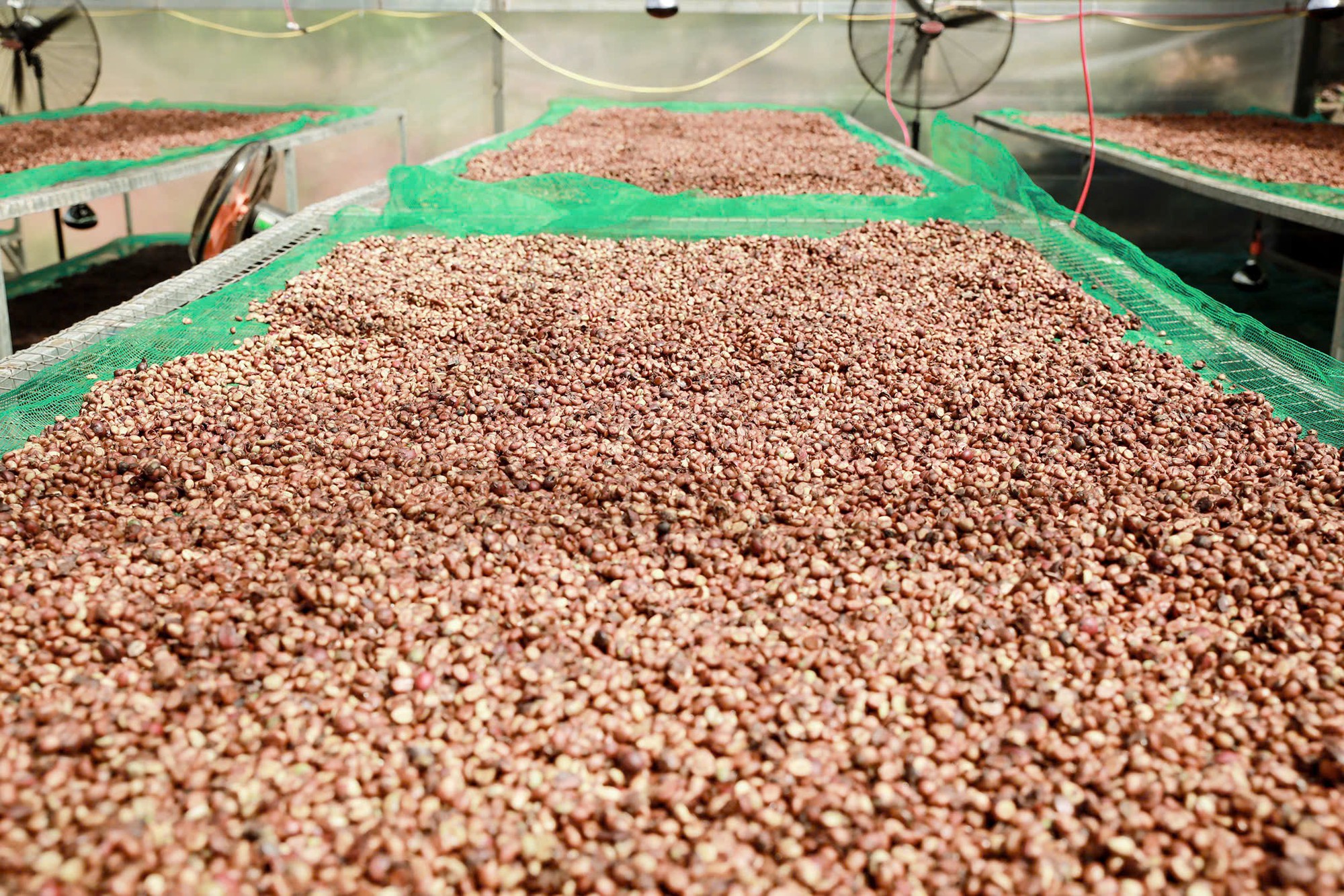 Giá cà phê hôm nay 8-10: Giảm mạnh, doanh nghiệp Việt lép vế cuối vụ - Ảnh 1