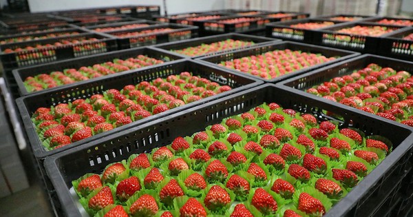 Loại quả của Việt Nam được khen 'ngon hơn hàng Hàn Quốc', lên cả máy bay đi quốc tế: xuất khẩu tăng khủng gần 1.000%, sản lượng vượt 9.000 tấn/năm