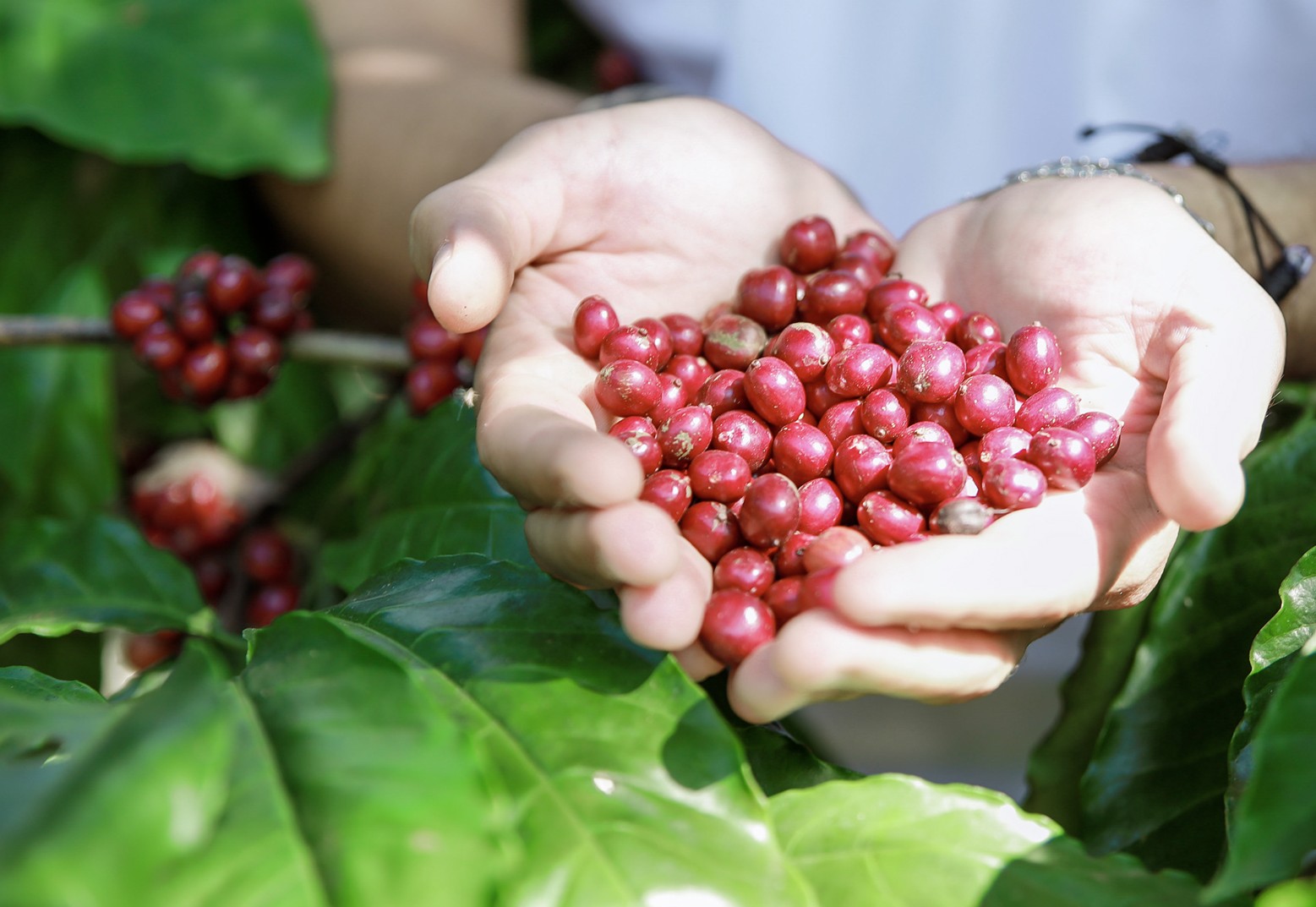 Giá cà phê hôm nay 2-10: Tăng vọt khó tin - Ảnh 1