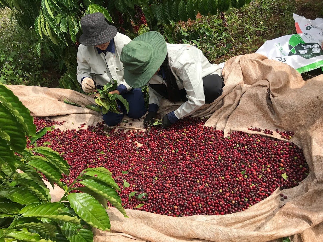 Giá cà phê hôm nay 1-10: Quay đầu tăng, khép lại vụ cà phê cũ như mơ - Ảnh 1