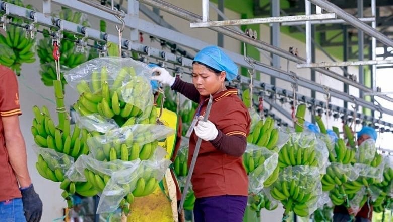 Chân dung 2 DN nghìn tỷ của Hoàng Anh Gia Lai muốn niêm yết năm 2026, 2027: Có công ty được chuyển 300 tỷ tiền nợ thành vốn góp - Ảnh 1