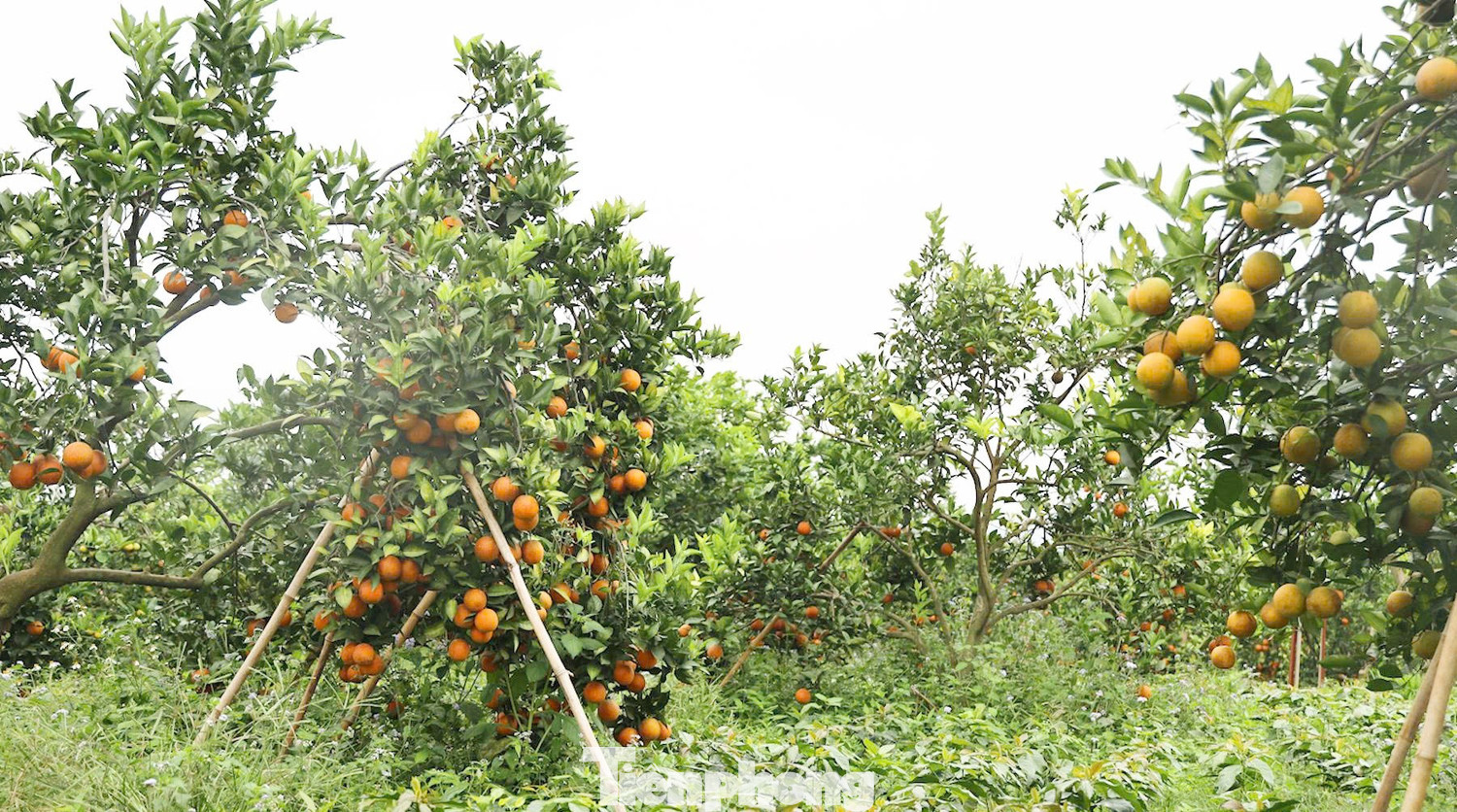 Bỏ việc ở Bệnh viện Quân y, người đàn ông về Sơn La trồng thứ cây lạ đời “ra quả không biết mệt” rồi thành tỷ phú - Ảnh 2