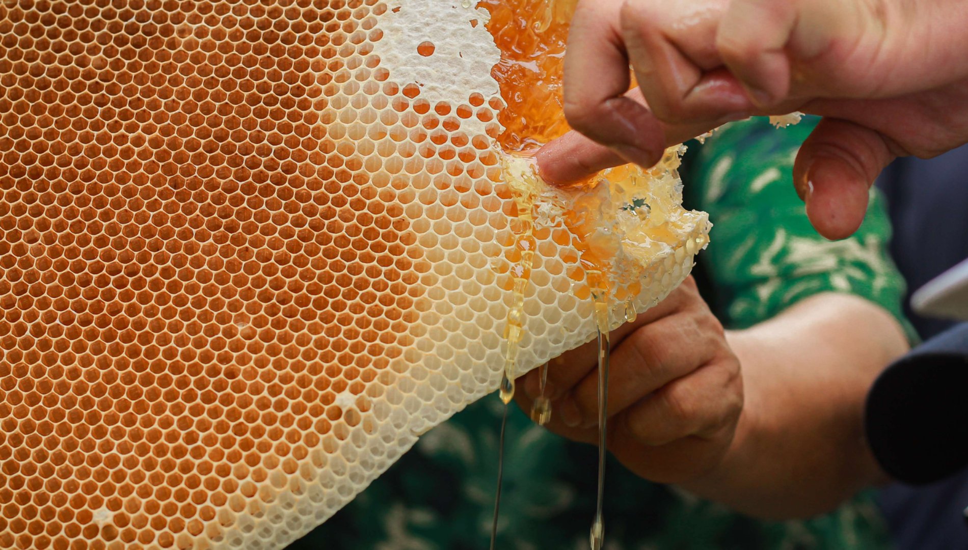 Đặc sản đắt nhất thế giới 40 triệu/kg, Việt Nam có loại thiên nhiên nguyên bản, thơm ngọt chẳng kém cạnh - Ảnh 4