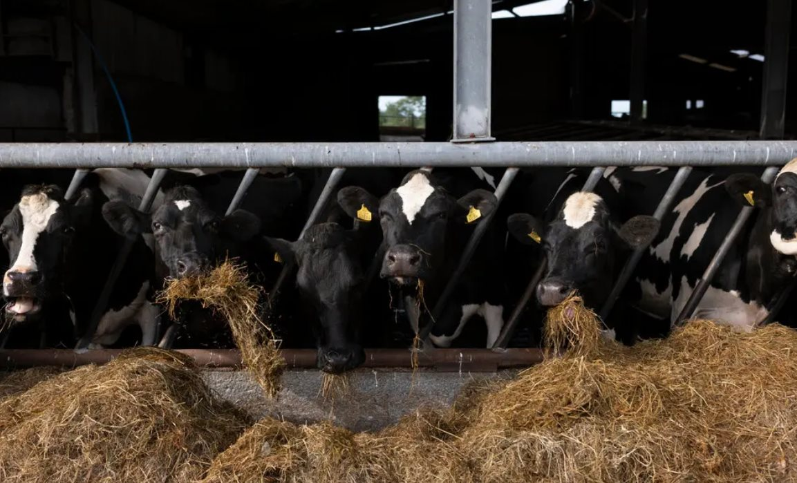 Thị trấn tại Ireland lao đao khi Nestle thông báo đóng cửa một nhà máy sữa bột trẻ em, 540 công nhân bơ vơ - Ảnh 2