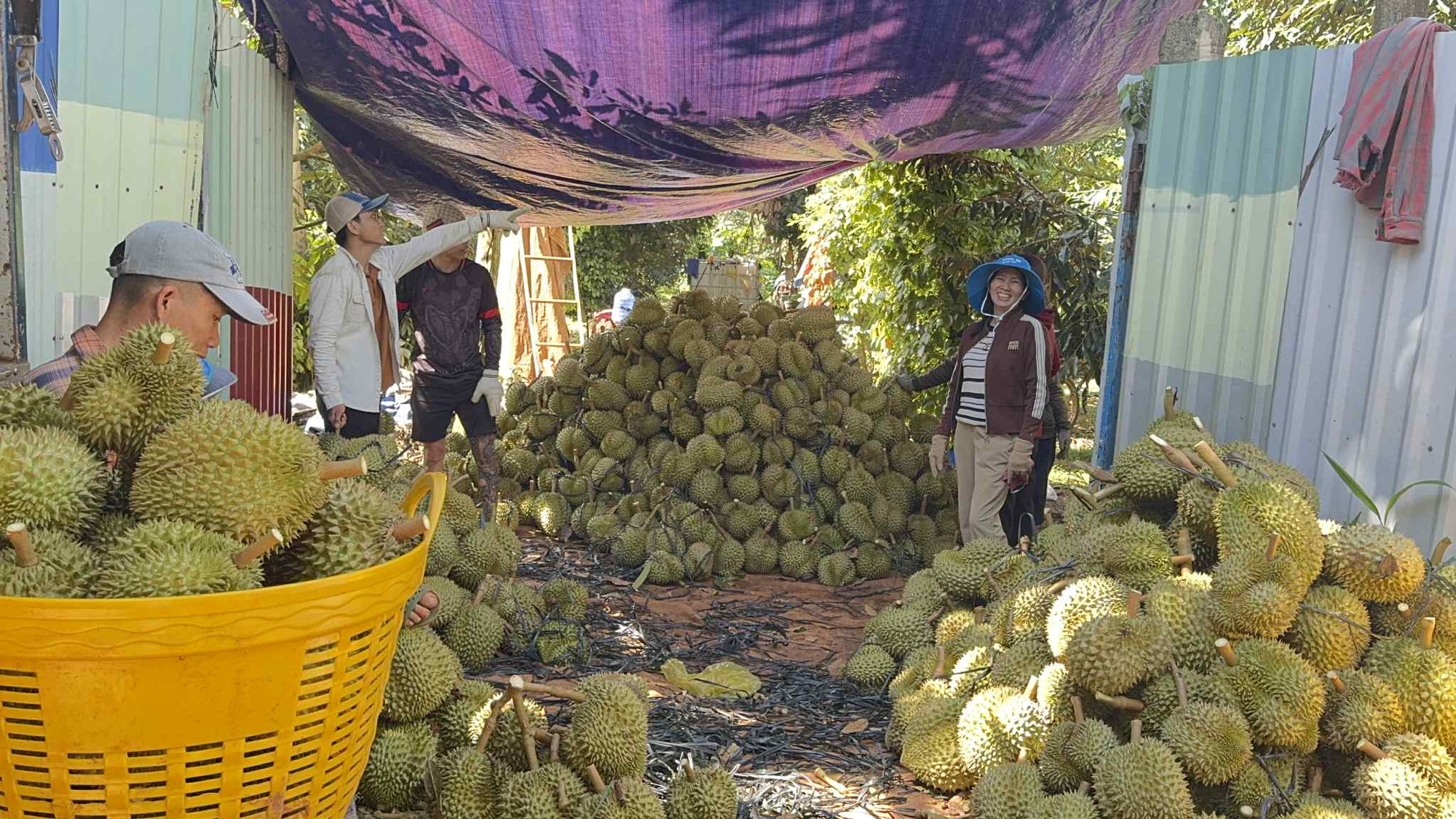 Giá sầu riêng giảm sâu nhưng xuất khẩu vẫn tăng mạnh - Ảnh 2