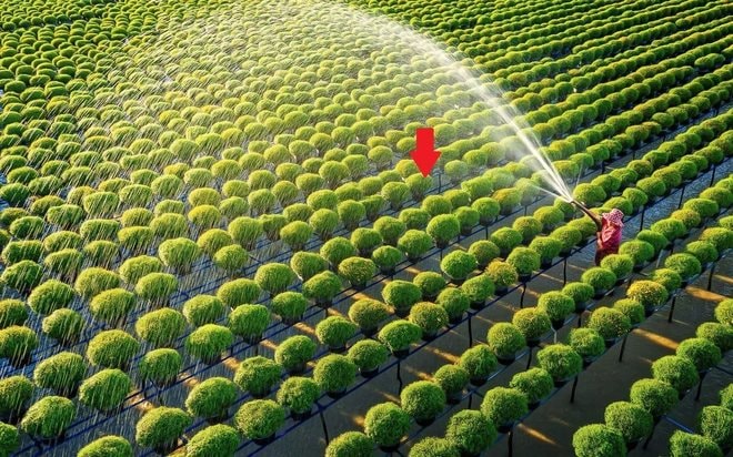 Một tổ chức của LHQ: VN đủ khả năng giúp nhiều nước tăng năng suất trong lĩnh vực đóng góp hơn 12% GDP - Ảnh 1