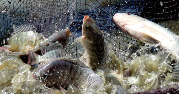 Lộ diện "vua" xuất khẩu cá rô phi của Việt Nam: Công ty mẹ có vốn hóa gần 7.700 tỷ, lợi nhuận 6T2025 gấp 32 lần cùng kỳ