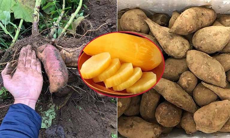 Đặc sản lạ lên sàn bán hơn 300 tấn trong 2 tháng - người dân thu nhập hàng chục triệu đồng - Ảnh 1