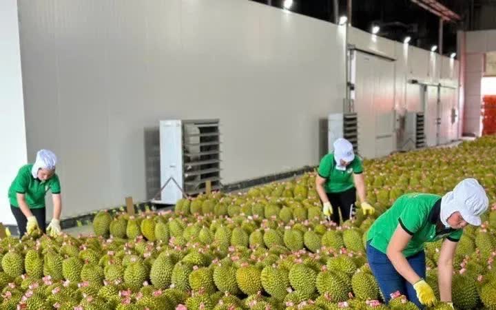 Xuất khẩu sầu riêng tăng mạnh - Ảnh 1