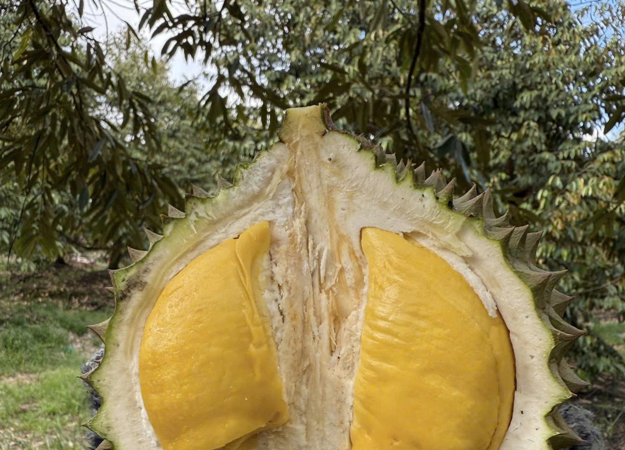 Quê hương của Musang King nhập khẩu sầu riêng Việt Nam để tiêu thụ nội địa - Ảnh 1